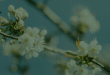 Who’s the best teacher of life ? Mother ? Father ? School teacher ?