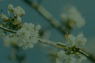 Who’s the best teacher of life ? Mother ? Father ? School teacher ?