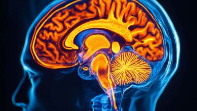 Key Brain Protein Tied to Motivation and Mood Identified