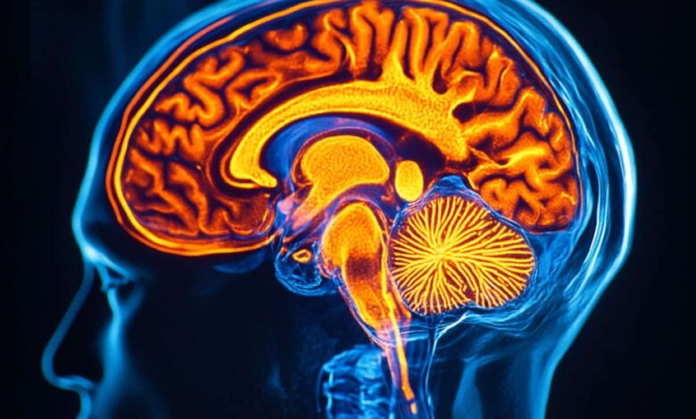 Key Brain Protein Tied to Motivation and Mood Identified