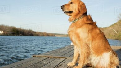 ‘EMOTIONAL STORY of a DOG’ – aamazingstory