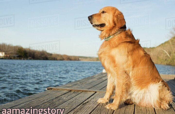 ‘EMOTIONAL STORY of a DOG’ – aamazingstory